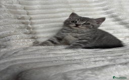 British Shorthair cats for sale: OUTSTANDING GCCF + HEALTH TESTED BSH + BLH KITTENS - Image 12