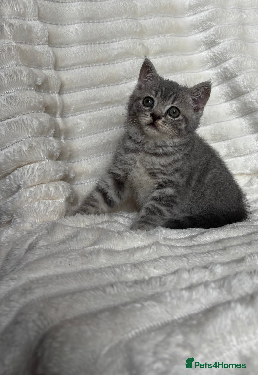 British Shorthair cats for sale: OUTSTANDING GCCF + HEALTH TESTED BSH + BLH KITTENS - Image 12