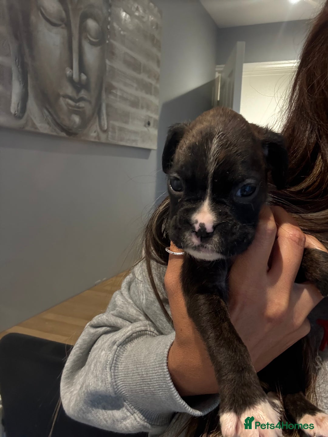 Boxer dogs for sale: Gorgeous Kc Boxer Puppies - Image 12