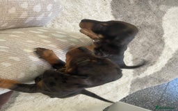 Dachshund dogs for sale: Miniature dachshunds  - Image 6