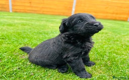 Labradoodle dogs for sale: Chunky Labradoodle Babies 🐾🐾🐾 - Image 5