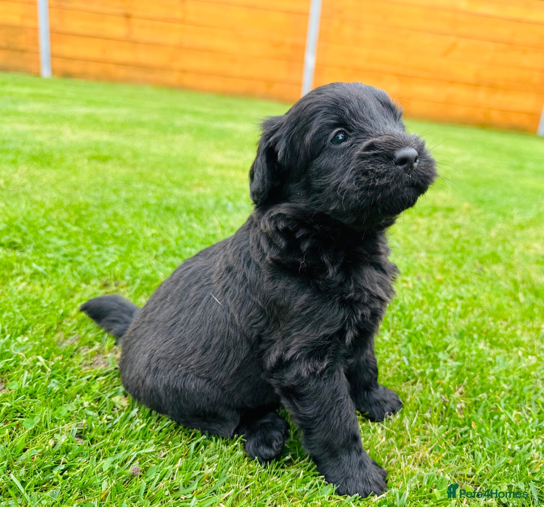 Labradoodle dogs for sale: Chunky Labradoodle Babies 🐾🐾🐾 - Image 5