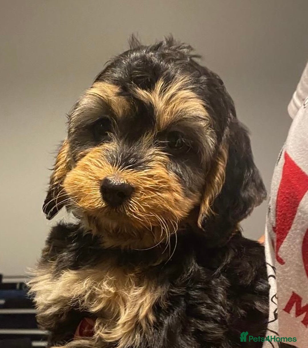 Cockapoo dogs for sale: ADORABLE COCKAPOO PUPPIES  - Advert 29