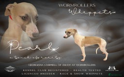 Mixed Breed dogs for sale: F1 whippet x bedlington  - Image 8
