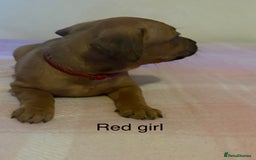 Staffordshire Bull Terrier dogs for sale: Beautiful coloured staffies - Image 9