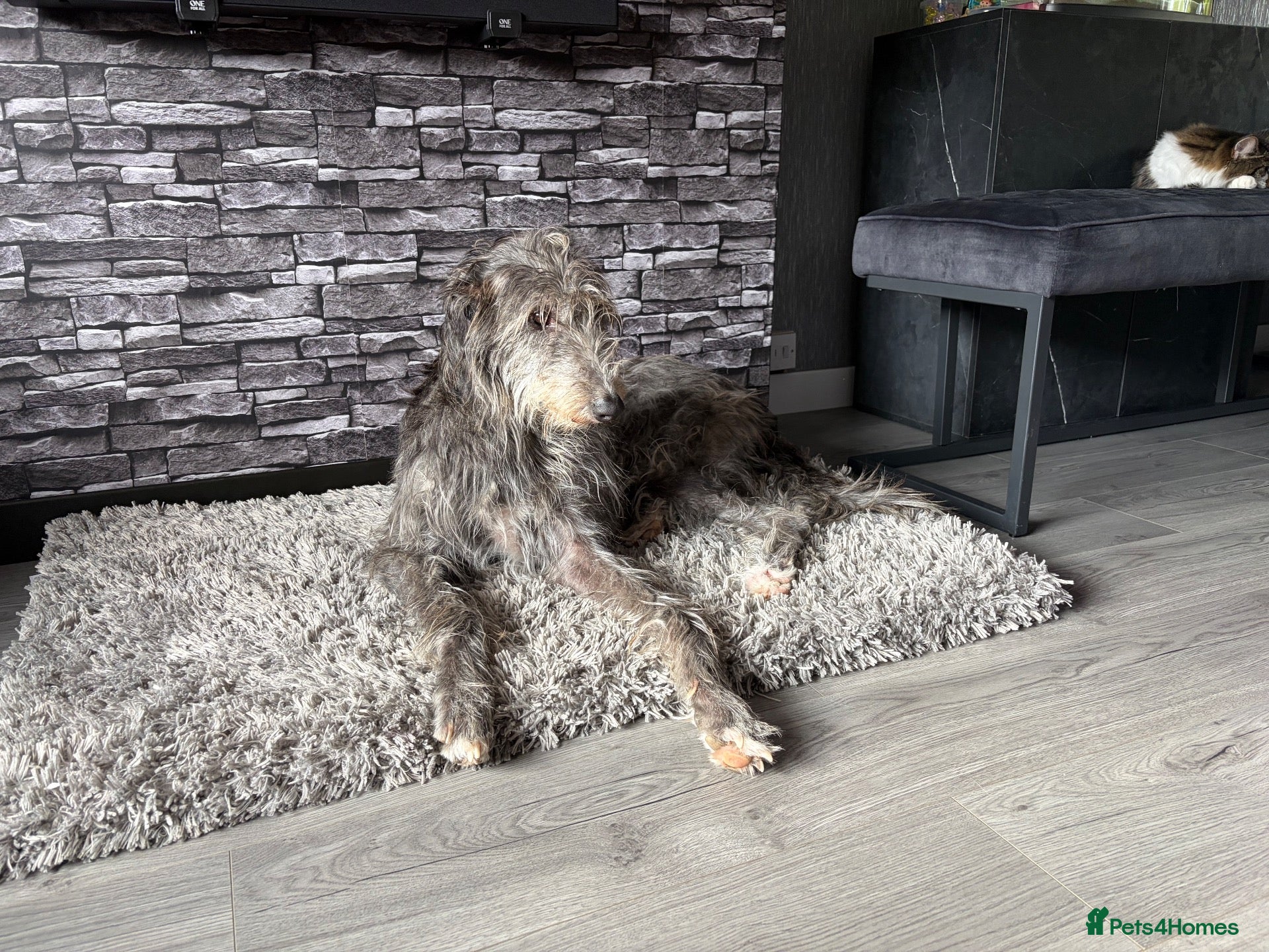 Deerhound dogs for sale: Deerhound puppies  - Advert 6