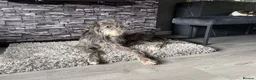 Deerhound dogs for sale: Deerhound puppies  - Advert 1