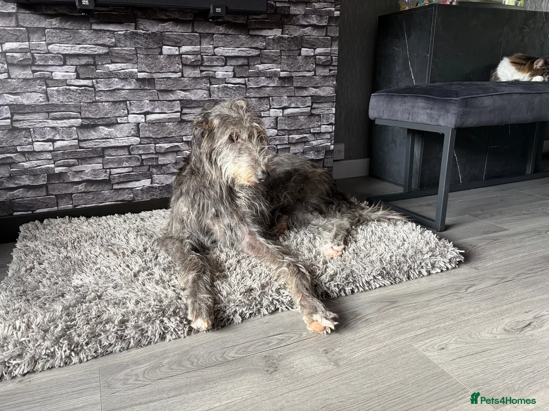 Deerhound dogs for sale: Deerhound puppies  - Advert 1