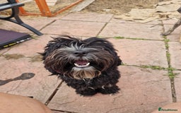 Cockapoo dogs for sale: Female Cockapoo  - Image 1