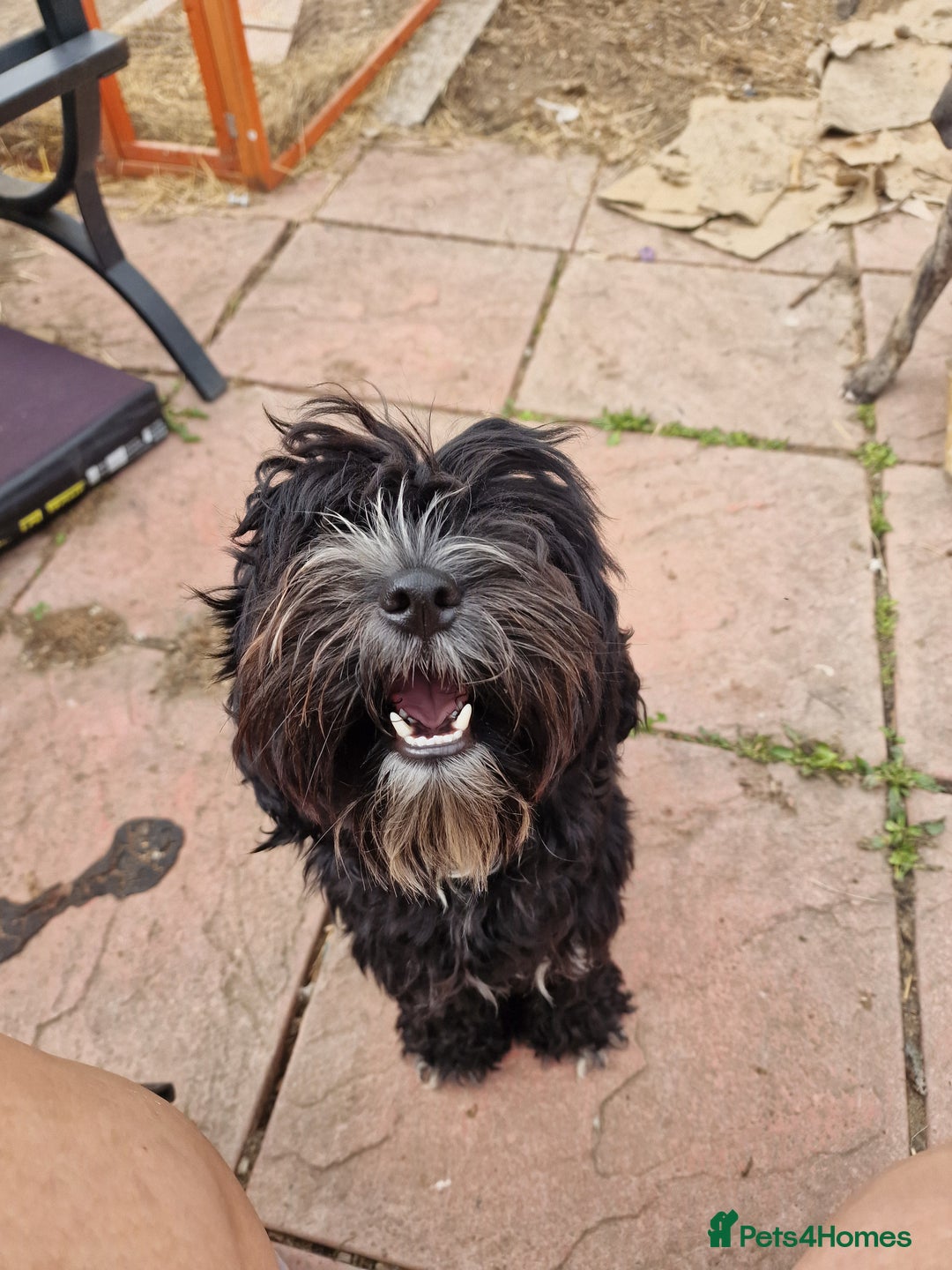 Cockapoo dogs for sale: Female Cockapoo  - Image 1