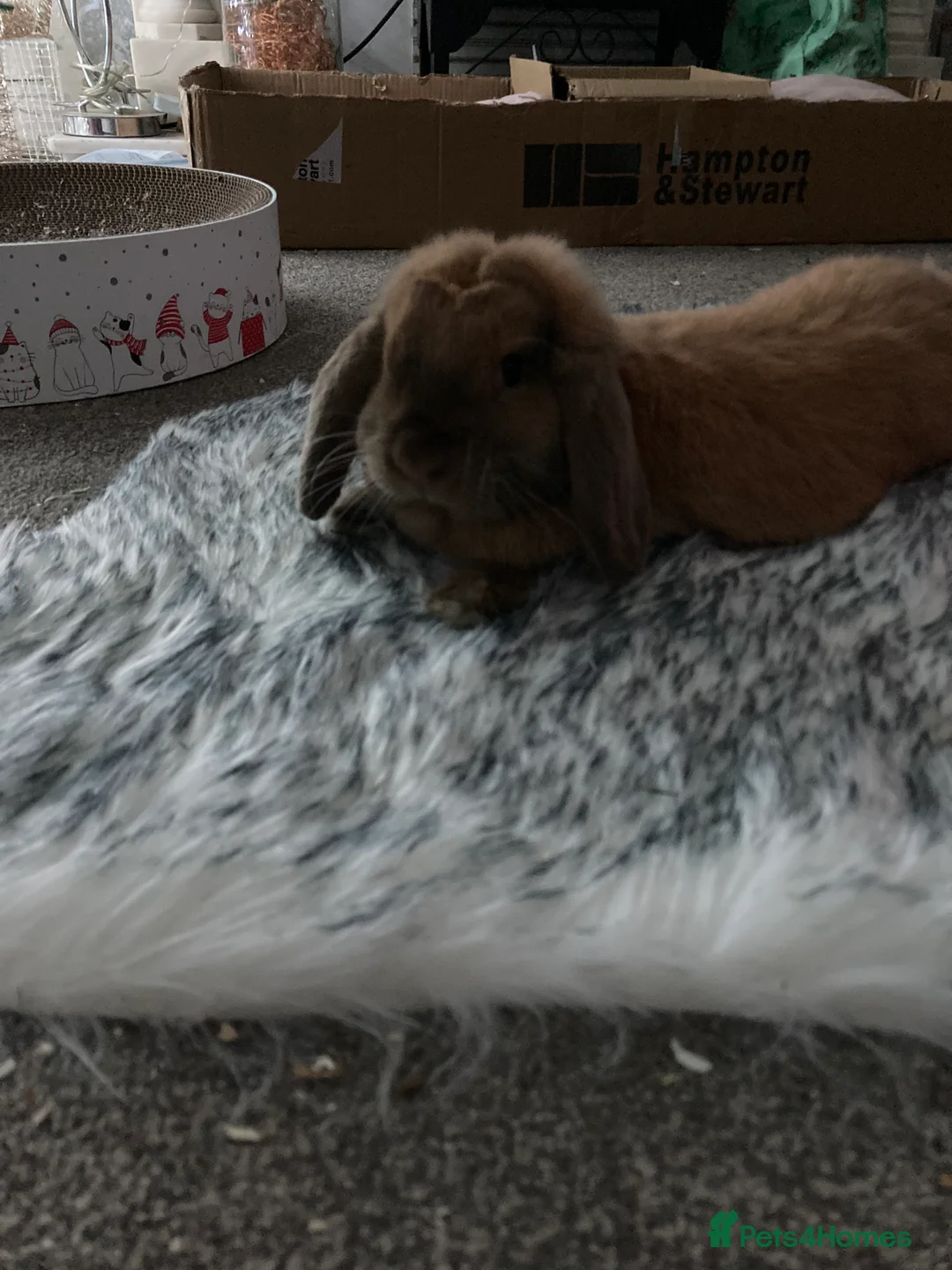 Mini Lop rabbits for sale: Tux and Caramel need rehoming - Advert 5