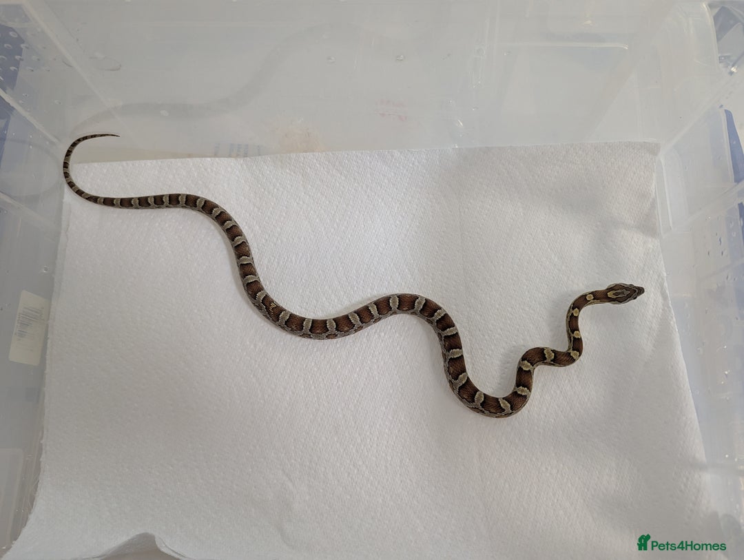 Corn Snake reptiles for sale: Miscellaneous snakes for sale - Image 5