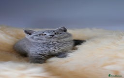 British Shorthair cats for sale: GCCF reg blue kittens  - Image 8