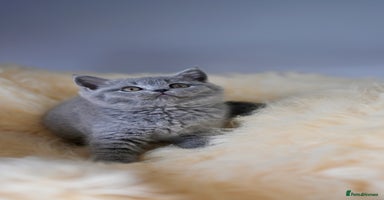 British Shorthair cats - Advert 1