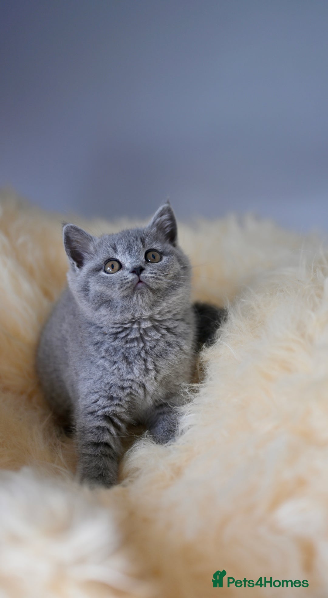 British Shorthair cats for sale: GCCF reg blue kittens  - Image 8