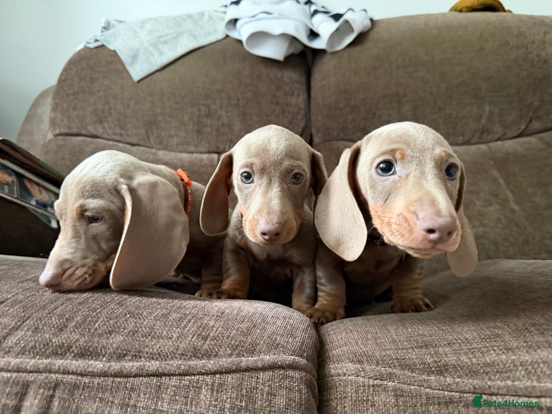 Dachshund dogs for sale: Miniature Dachshund Puppies for sale  - Image 11