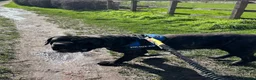 Neapolitan Mastiff dogs for sale: Looking for a loving home  - Advert 4