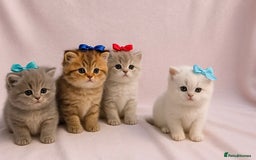 British Shorthair cats for sale: 🤍 Pedigree GCCF blue golden British shorthair  - Advert 1