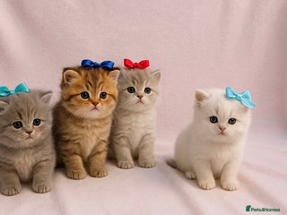 British Shorthair cats - Advert 17