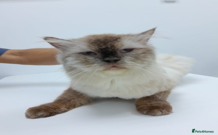 Mixed Breed cats - Advert 2