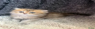 Persian 2