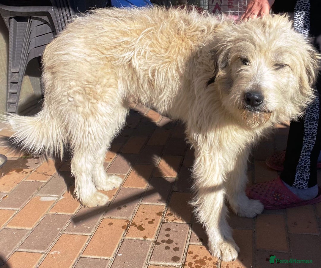 Mixed Breed dogs for adoption: Meet VICTOR - a superb big boy, for a Loving Home - Image 16