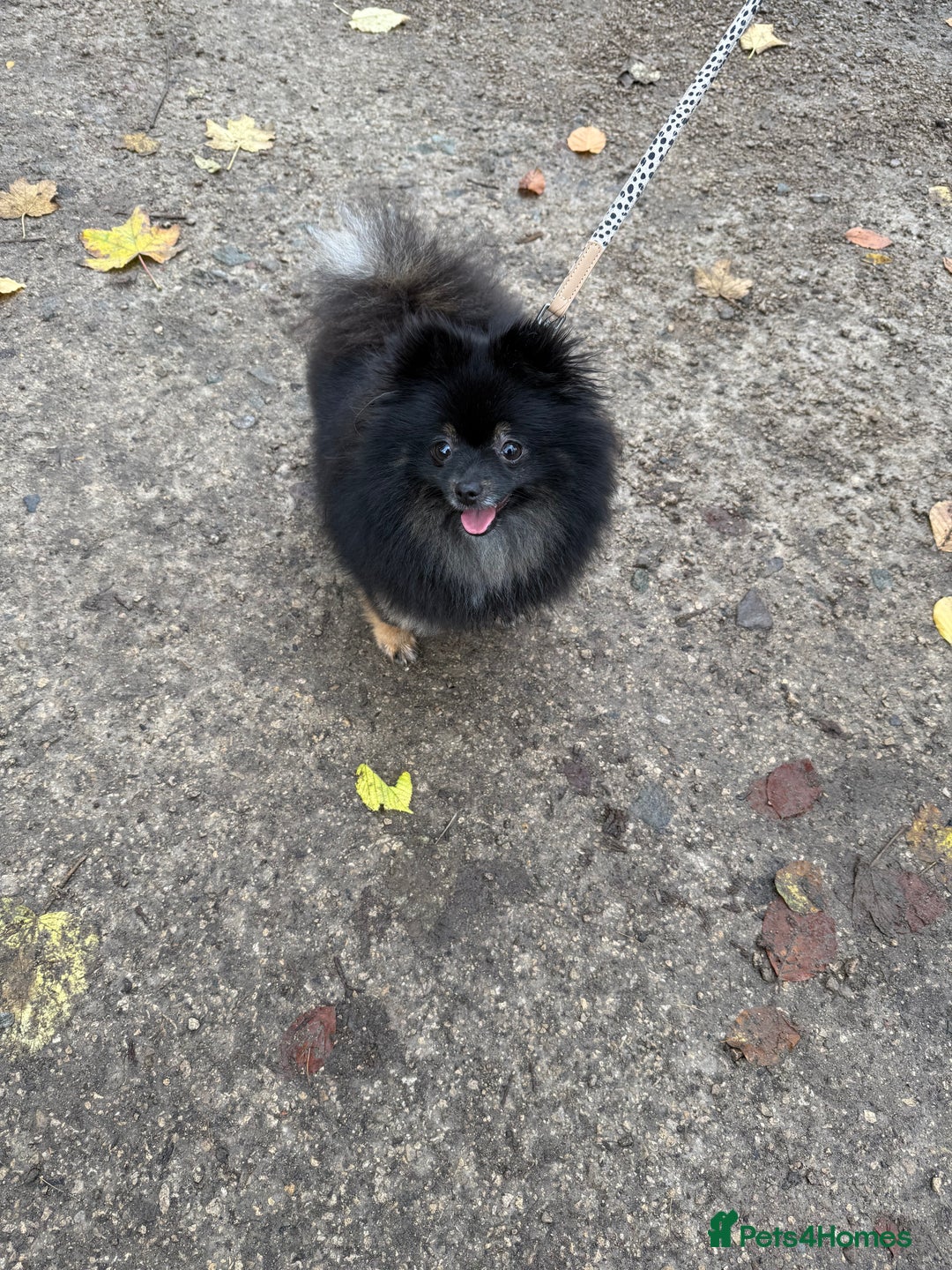 Pomeranian dogs for sale: Roxy the Pomeranian - Advert 9