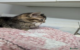 British Shorthair cats for sale: BEAUTIFUL TABBY KITTENS FOR SALE  - Advert 17