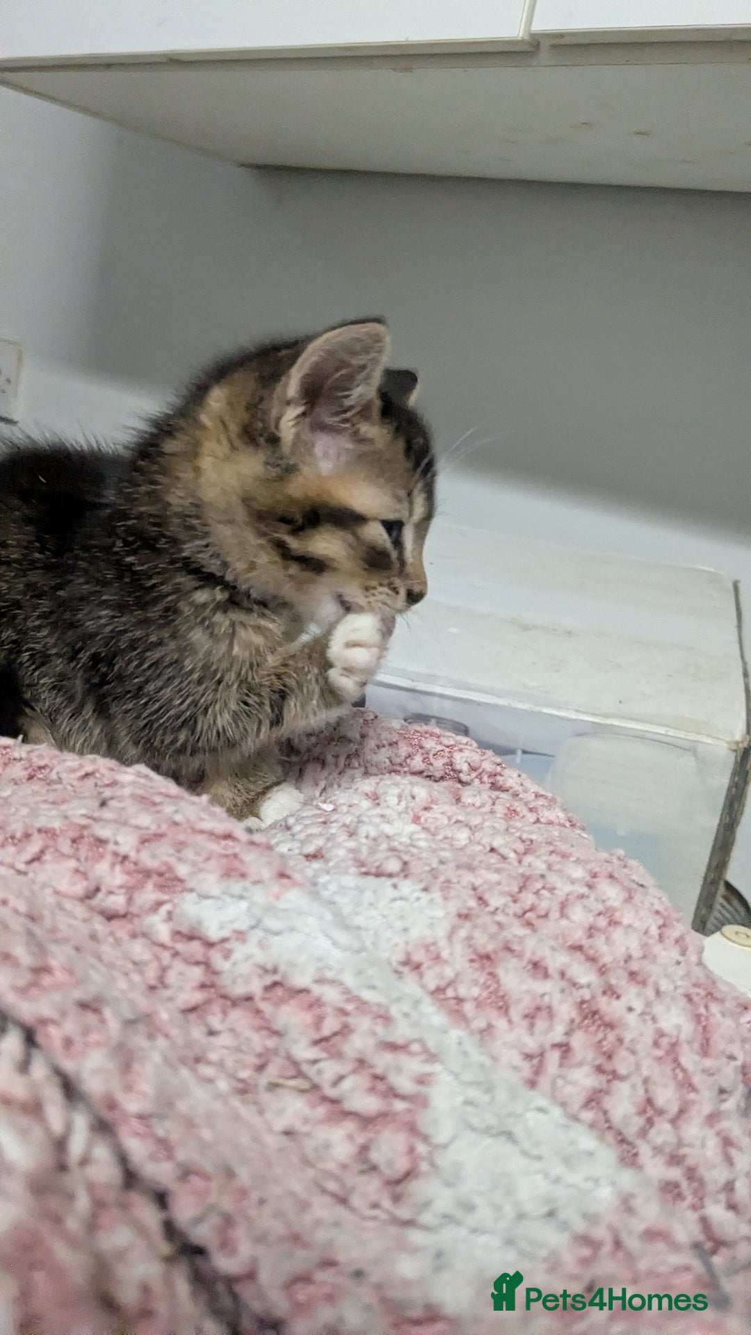 British Shorthair cats for sale: BEAUTIFUL TABBY KITTENS FOR SALE  - Advert 17