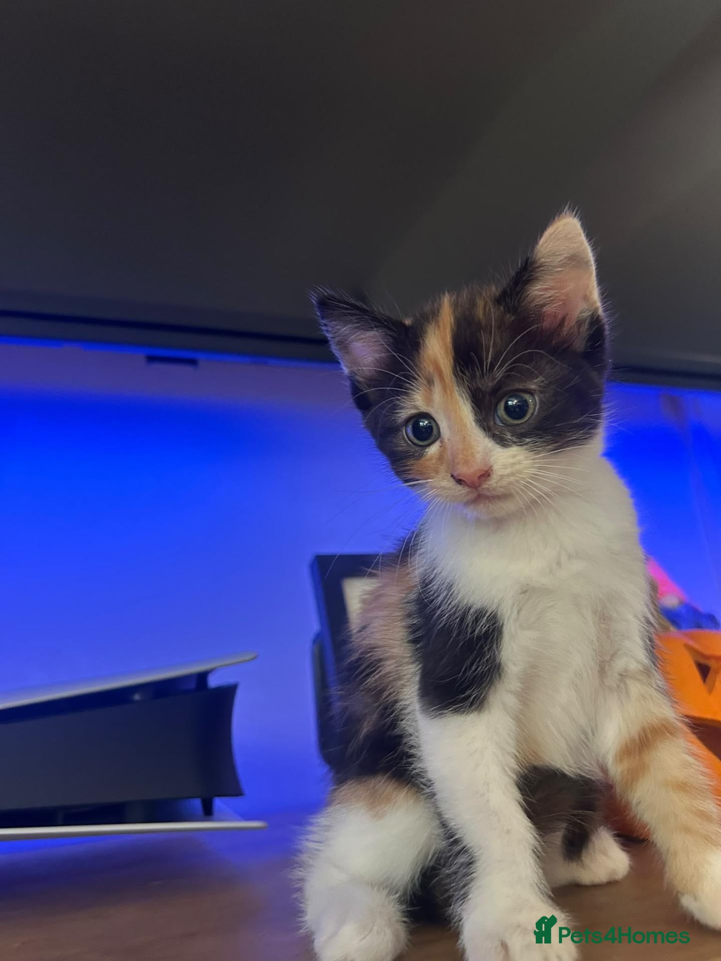 Mixed Breed cats Adorable kittens looking for forever homes 🏡  - Advert 2