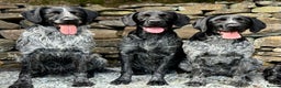 German Wirehaired Pointer dogs for stud: Experienced Fully Health Tested GWP at Stud  in Ripon - Advert 7