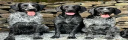 German Wirehaired Pointer dogs for stud: Experienced Fully Health Tested GWP at Stud  in Ripon - Advert 7