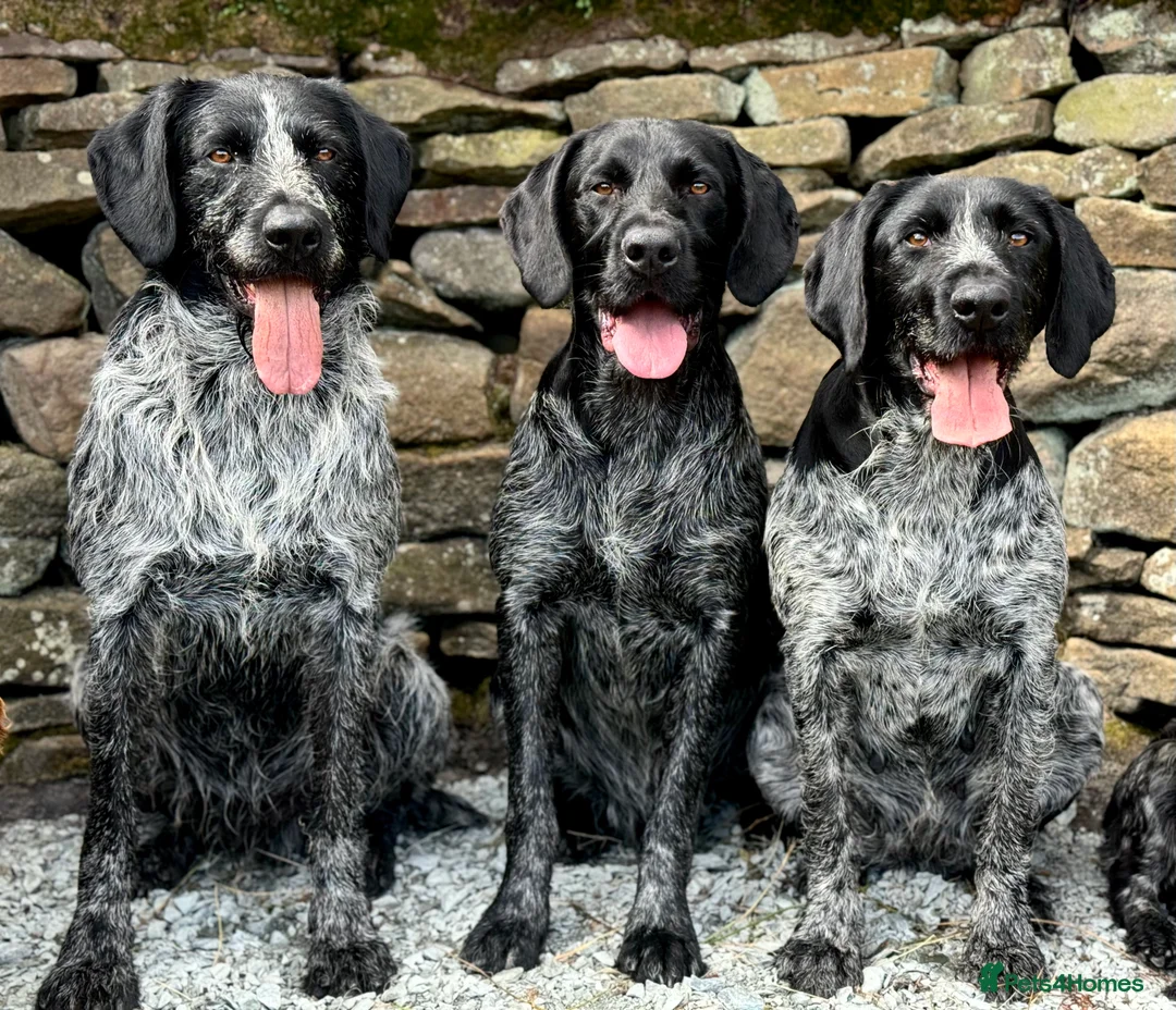 German Wirehaired Pointer dogs for stud: Experienced Fully Health Tested GWP at Stud  in Ripon - Advert 7