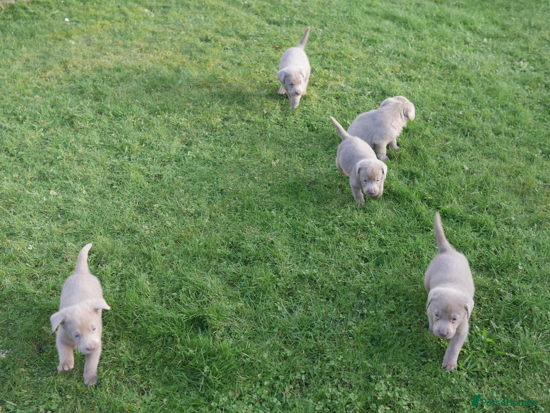 Labrador Retriever dogs for sale: Quality Health Tested Silver Labrador Puppies - Advert 19
