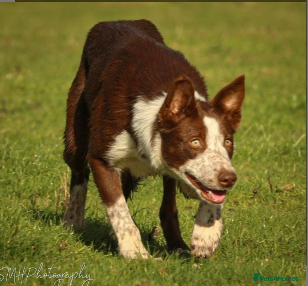 Border Collie dogs for sale: 4 Beautiful Border Collie puppies - Image 3