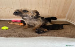 Border Terrier dogs for sale: Border terrier pups  - Image 10