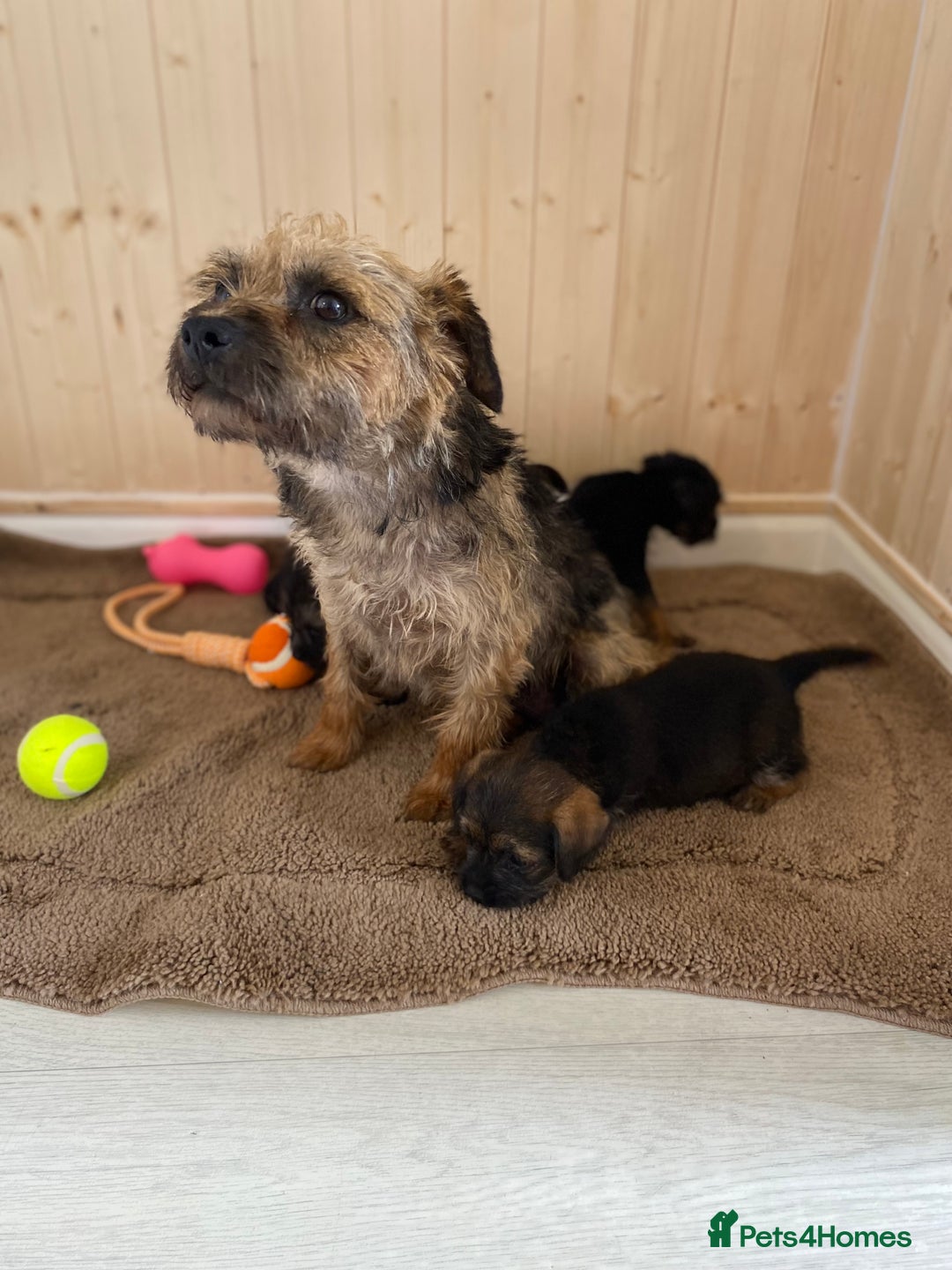 Border Terrier dogs for sale: Border terrier pups  - Image 10