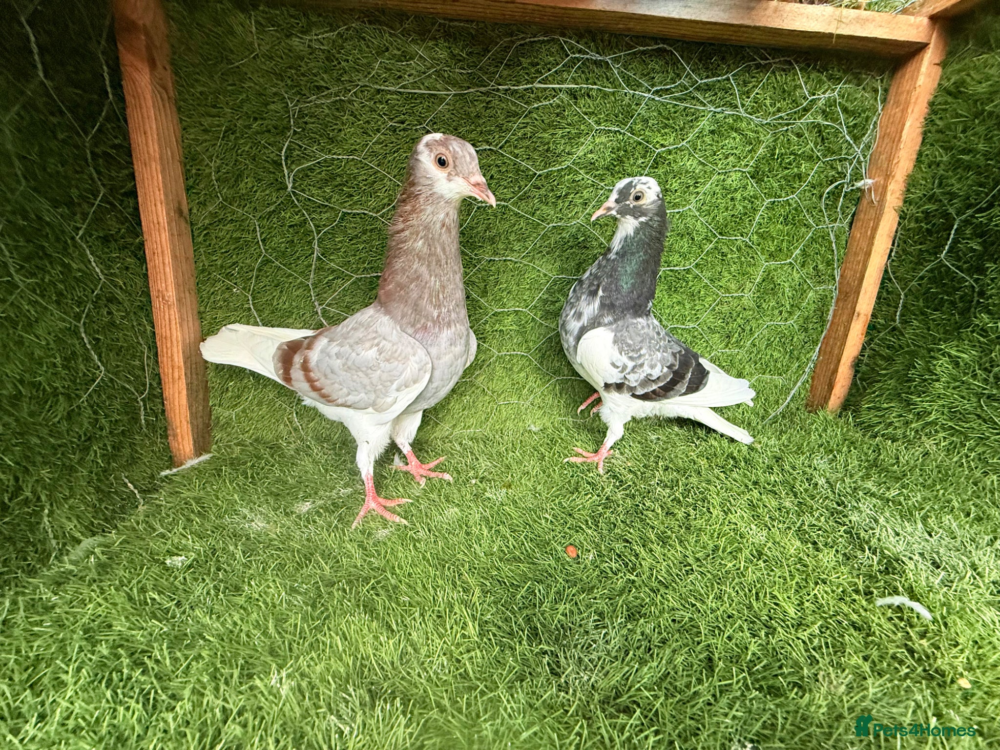 Pigeons birds Rampuri Highflyers & Iranian Pigeons for Sale - Advert 2