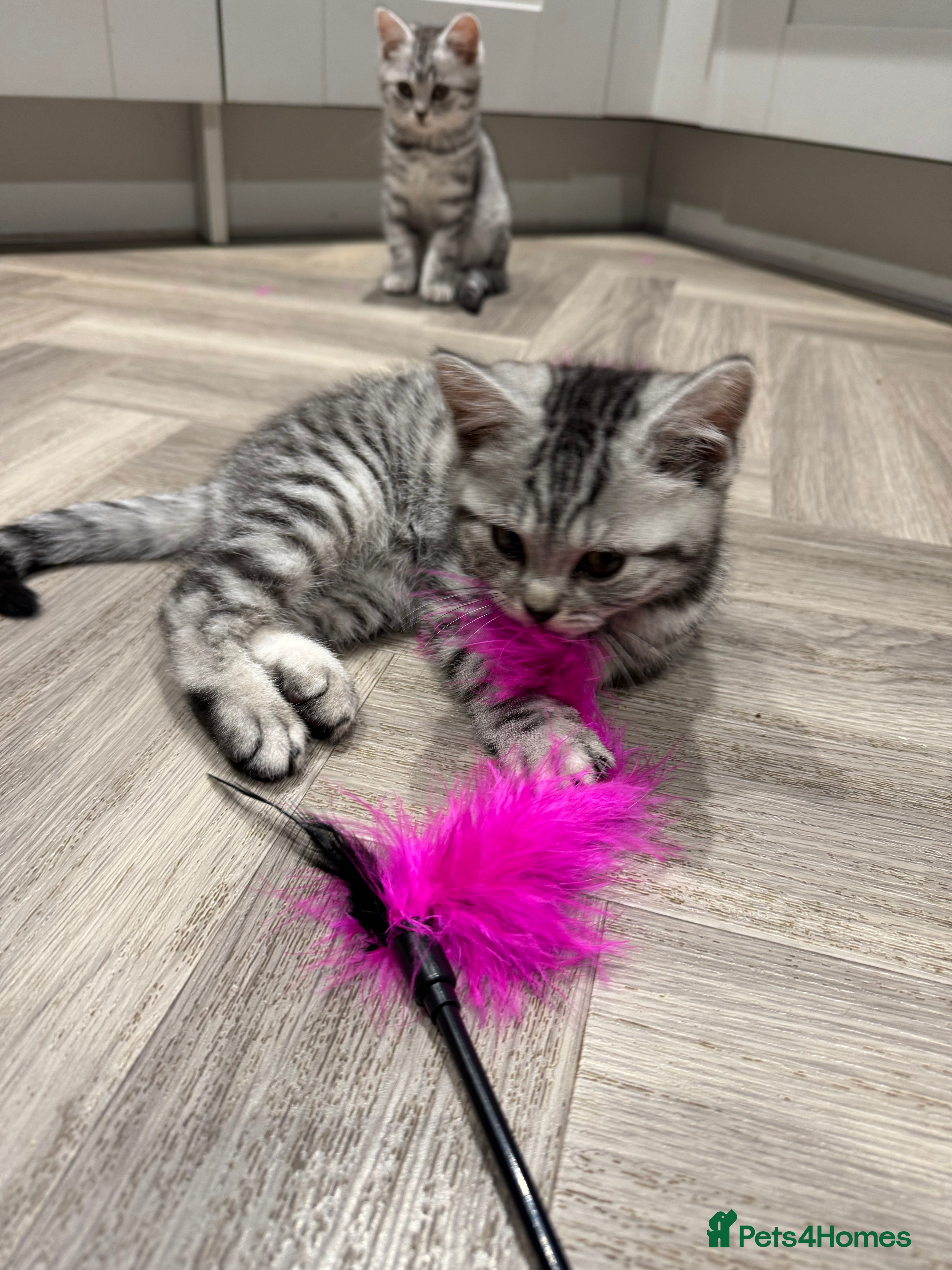 British Shorthair cats READY NOW GCCF REG BSH SILVER SPOTTED MALE KITTEN - Advert 1