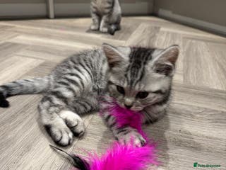 British Shorthair cats READY NOW GCCF REG BSH SILVER SPOTTED MALE KITTEN - Advert 1