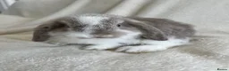 Mini Lop rabbits for sale: Mini Lops Ready to Leave now - Advert 4