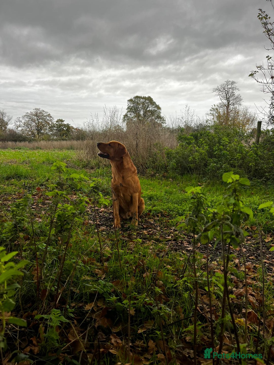 Labrador Retriever dogs for stud: PROVEN KC Fox Red Health Tested Labrador Stud Dog in Chippenham - Advert 7
