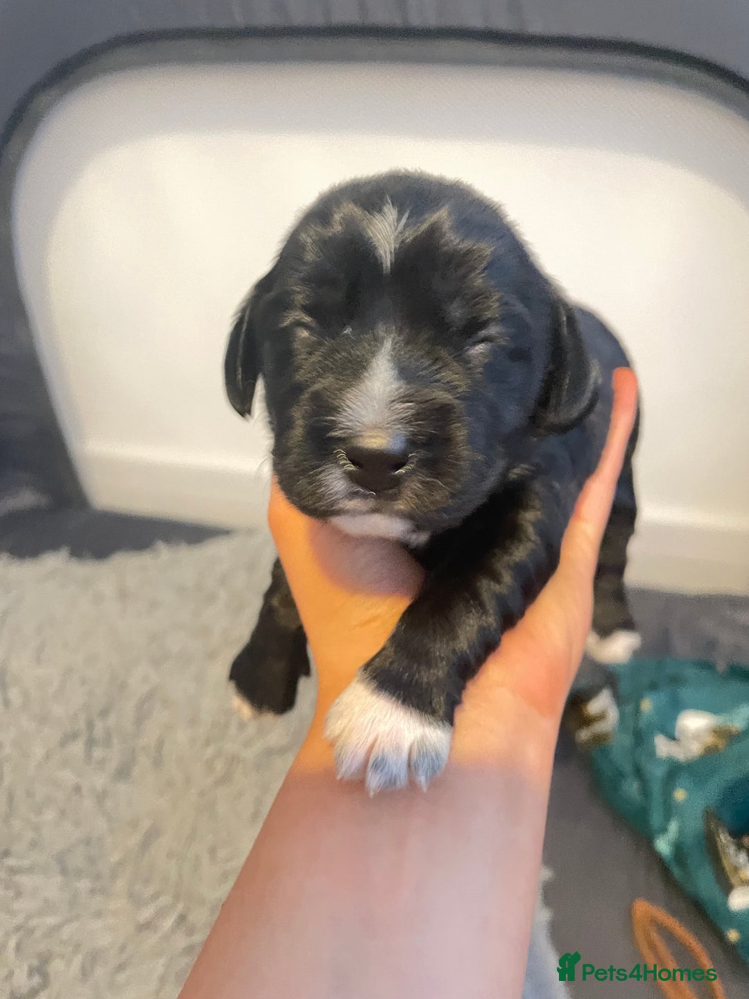 Cocker Spaniel dogs for sale: Cocker spaniel puppies - Advert 8