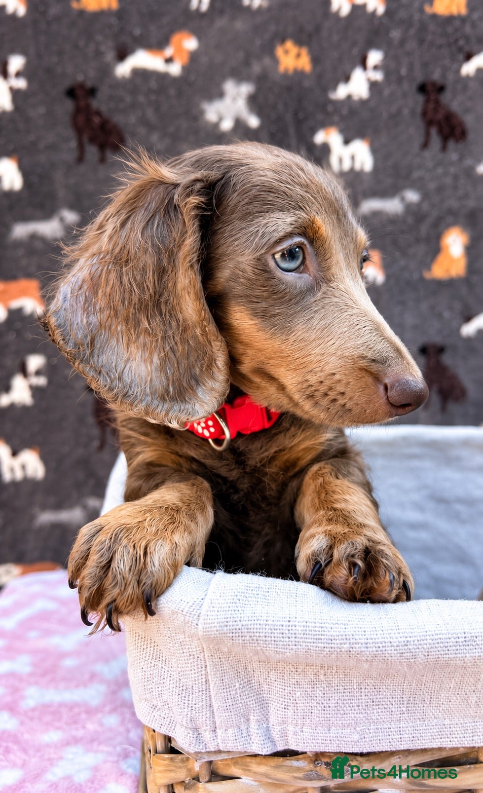 Miniature Dachshund dogs Miniature Dachshund- KC Registered - Advert 2