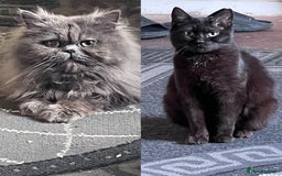 Mixed Breed cats for sale: Persian x Ragdoll mix - Image 2