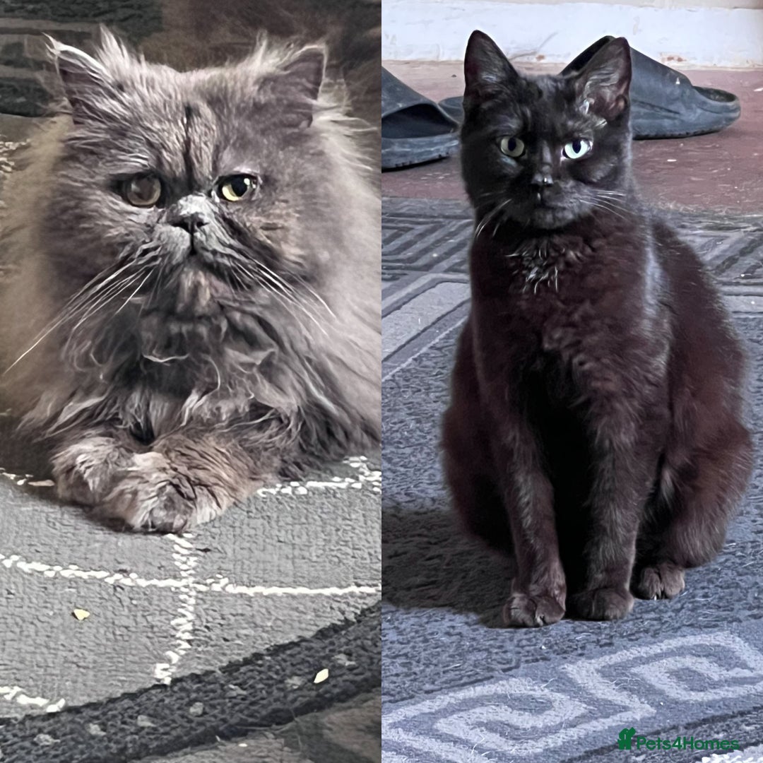 Mixed Breed cats for sale: Persian x Ragdoll mix - Image 2