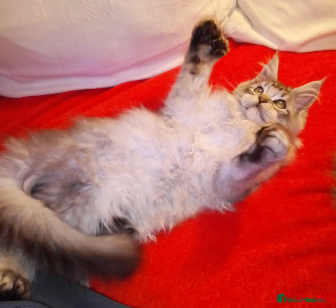 Maine Coon cats for sale: POLYDACTYL large TICA boy - collect S.WALES/SURREY - Advert 11