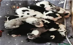Great Dane dogs for stud: OPEN FOR STUD Stunning Apollo in Bathgate - Image 27