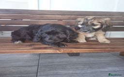 Cocker Spaniel dogs for sale: Cocker spaniel pups  - Image 2