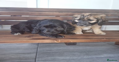 Cocker Spaniel dogs - Advert 12